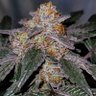 Фото профиля kushologist420 🌱💨🇺🇲