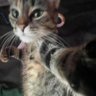 Almojábana's profile picture