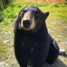 Profilbild von PANDA