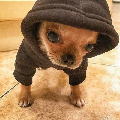 DogPack404's profile picture