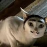 melophobic56's profile picture