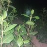 Фото профиля ساري معا الليل وحداني