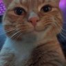 Profilbild von Wals