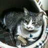 ハナぺっこ's profile picture