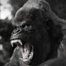 Thelonesilverback🦍's profile picture