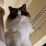 Profilbild von つーたん