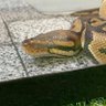 Фото профиля たまむし