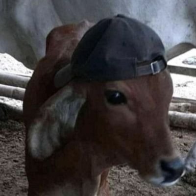 Bikou's profile picture
