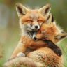 Susanlily's profile picture