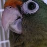 Profilbild von El Pajarito