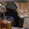 La Kanut profil fotoğrafı