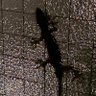 アヤト 的头像