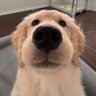 nemonik ๐บ๐ฒ's profile picture