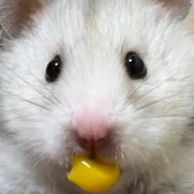 ちいこ's profile picture