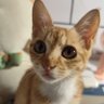 去码头整点薯条's profile picture