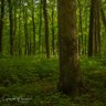 WhiteOakSwamp 的头像