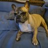 Amaris 🇨🇭 profil fotoğrafı