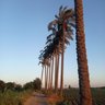 🇵🇸 的头像