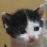 Adventure Cat's profile picture