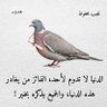 Фото профиля بو محمد