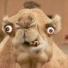 alwaysthirstycamel profil fotoğrafı