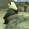 はっぴーぱんだ(🍎県🦑市) 的头像