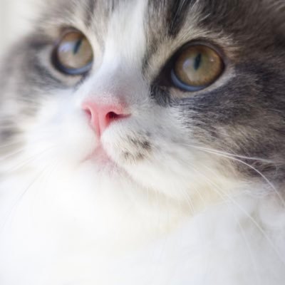 taodearu's profile picture