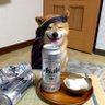 catulus 的头像