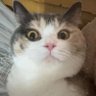 鸡父's profile picture