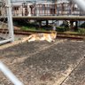 ねこ 的头像