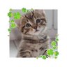 Profilbild von Satomi