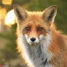 きつね profil fotoğrafı