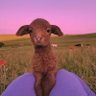 annruthh_'s profile picture