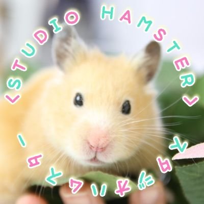 stahamu's profile picture