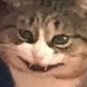 psycho kitten 的头像