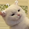 qyqyq425's profile picture