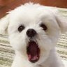 Profilbild von 후추