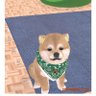 なおたぐ's profile picture