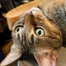 要不要來我家看猫 家に来て猫を見ませんか?🐈 的头像