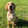 Based Yellow Lab's profile picture