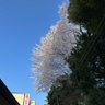 にーるる profil fotoğrafı