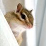 りすさん🐿️ 的头像