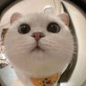 AmyKazoo profil fotoğrafı