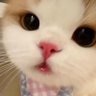 Bleep 🤬 profil fotoğrafı