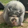 NikePig profil fotoğrafı