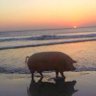 fairyPig's profile picture