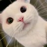 oxone's profile picture