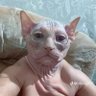 Profilbild von Meowdy Partner