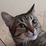 Profilbild von El Gatito