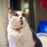 zhong hua 7011 profil fotoğrafı